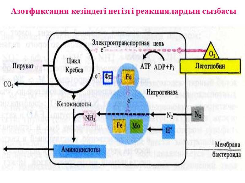 Азотфиксация кезіндегі негізгі реакциялардың сызбасы